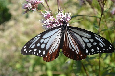 e0275976_2234242.jpg