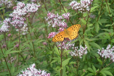 e0275976_231529100.jpg