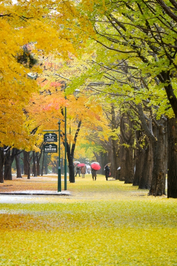 紅葉５　今年最後は北大イチョウ並木_f0167379_16492195.jpg