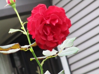 a0053480_03112249.jpg