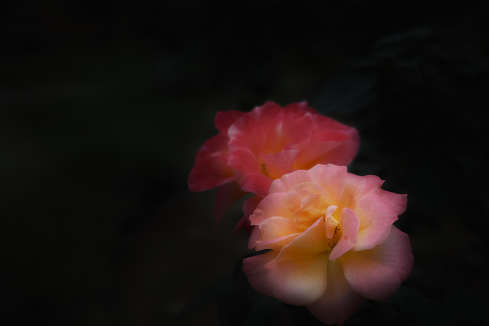 c0059485_20471691.jpg