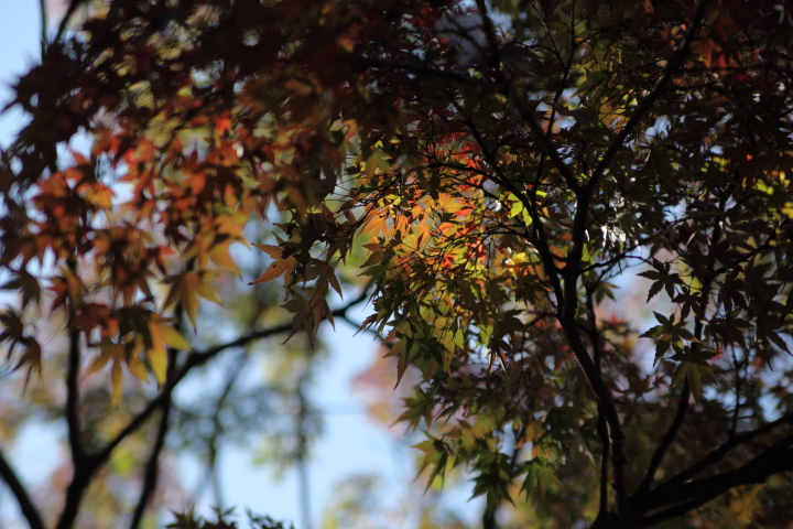 「　里の秋　」　東京　清澄公園_f0164989_18284329.jpg