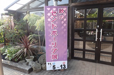 『秋のセントポーリア展』始まりました！_f0203094_10463619.jpg