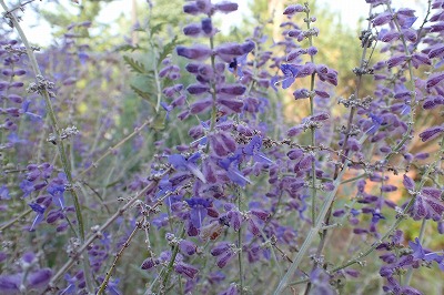 f0203094_14235562.jpg