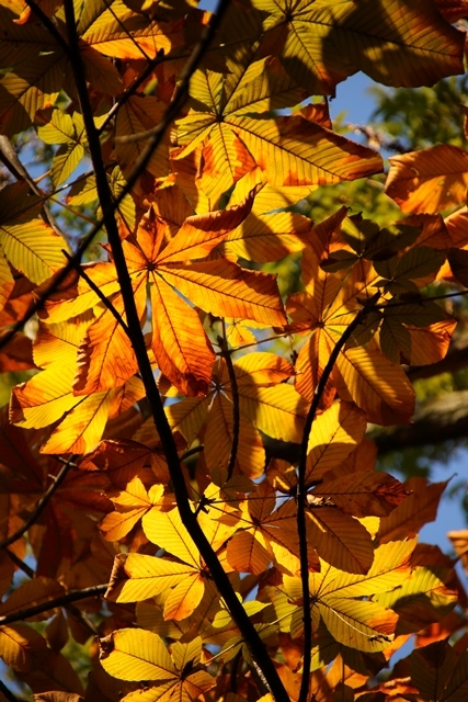 庄内緑地で秋を撮る_e0251895_19495563.jpg