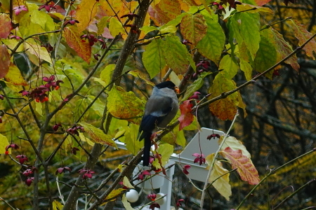 野鳥の観察_e0120896_07543718.jpg