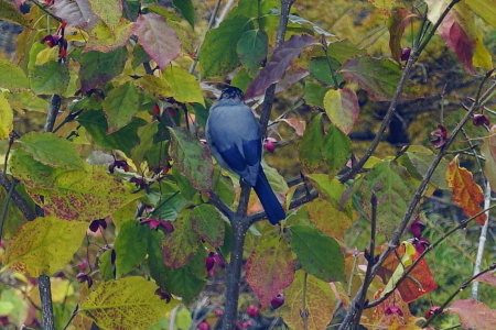 野鳥の観察_e0120896_07550420.jpg