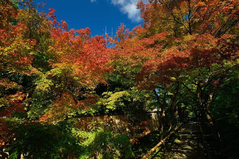  2016京都の紅葉＠鷹峯　光悦寺_f0032011_14014586.jpg