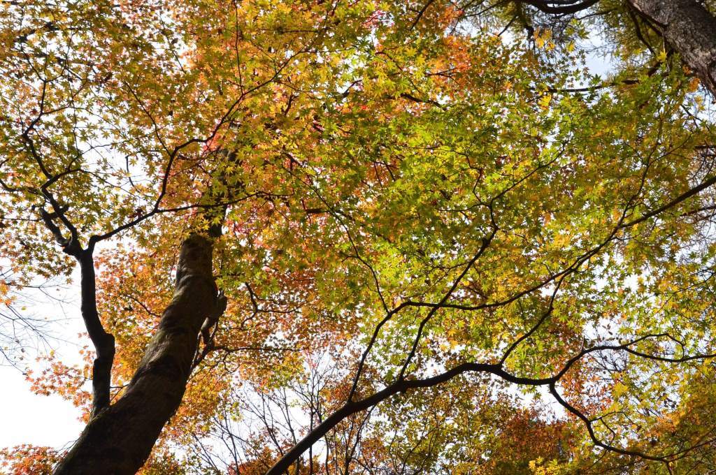 2016/10/30 榛名富士ー烏帽子岳ー掃部ヶ岳ー榛名湖　_a0340812_19372052.jpg