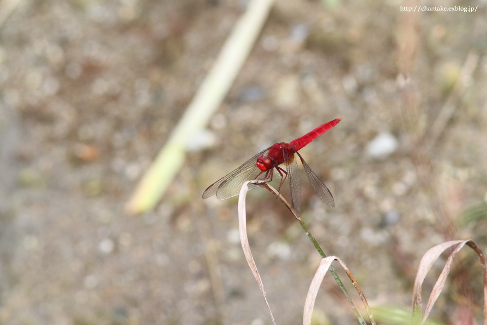 c0189013_718340.jpg