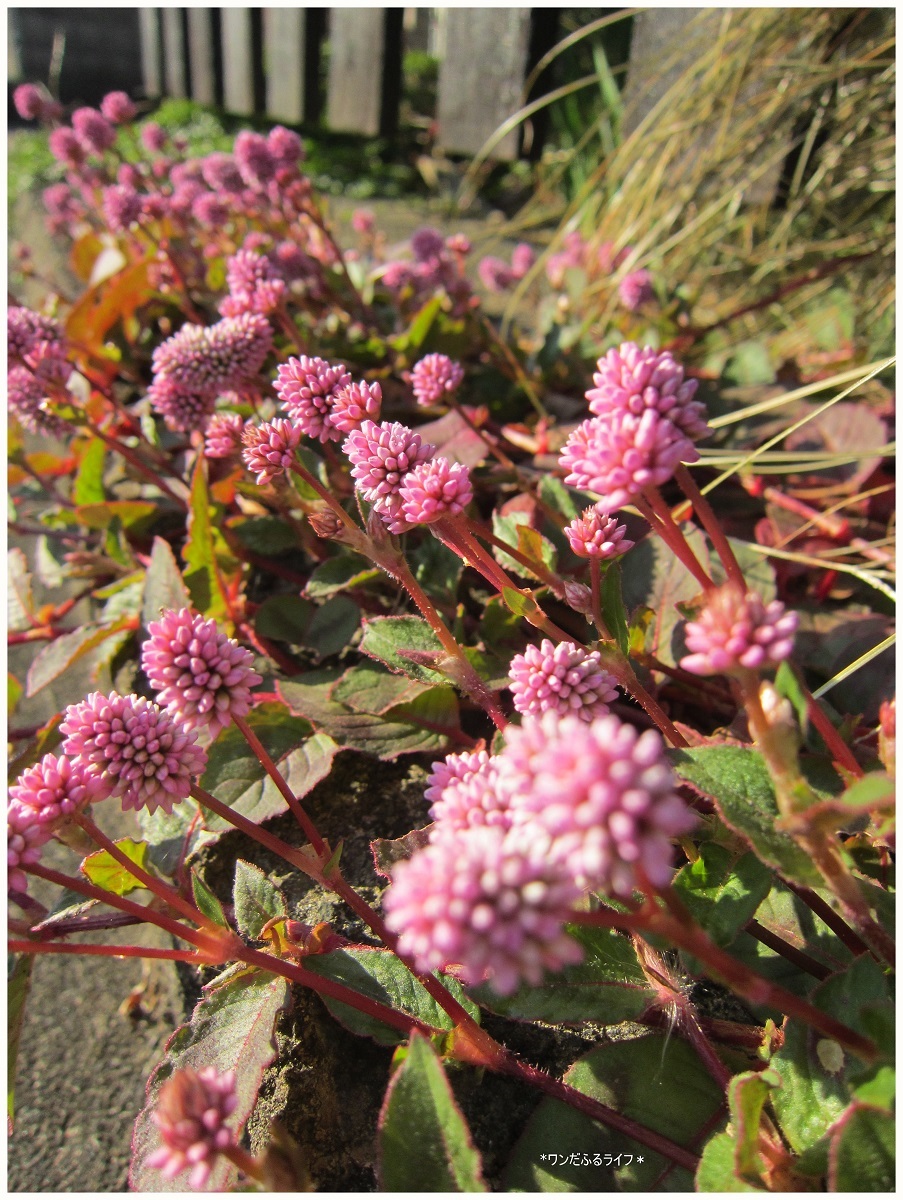 * リト君!開花!!! *_d0317115_20371619.jpg