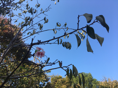 お昼の八幡屋公園_a0098418_09543123.jpg