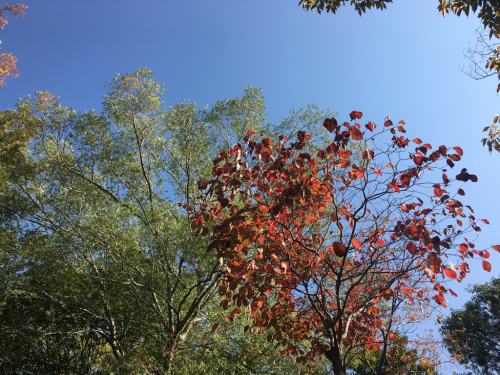 お昼の八幡屋公園_a0098418_09543432.jpg