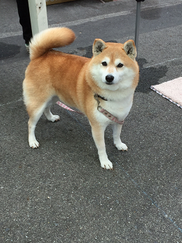 b0197418_20202380.png