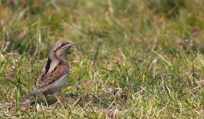 f0364220_07102085.jpg