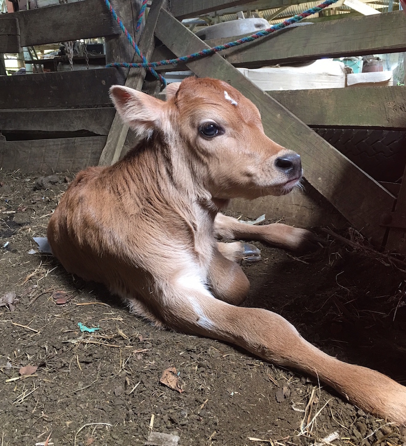 赤ちゃんブームのファームです/ Baby Rush at Aotea Organic Farm_e0310424_03553958.jpg