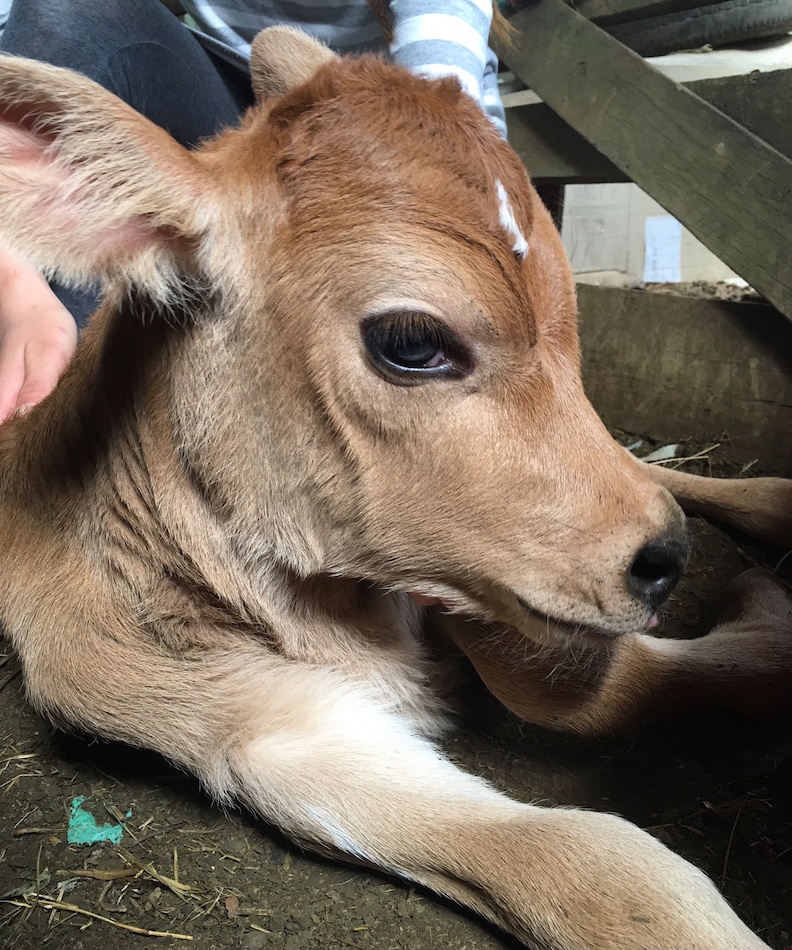 赤ちゃんブームのファームです/ Baby Rush at Aotea Organic Farm_e0310424_03555213.jpg