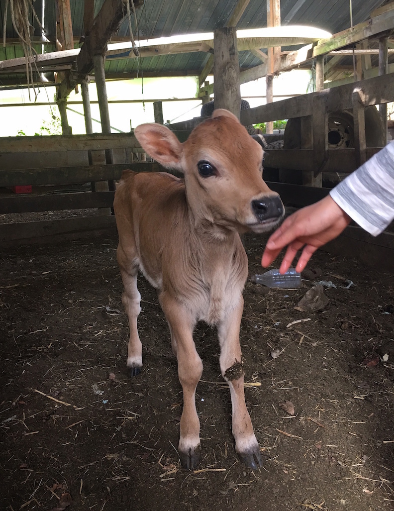 赤ちゃんブームのファームです/ Baby Rush at Aotea Organic Farm_e0310424_03560712.jpg
