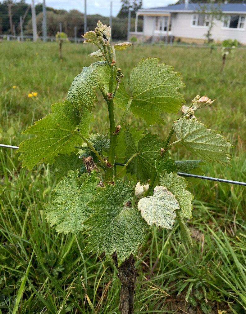 赤ちゃんブームのファームです/ Baby Rush at Aotea Organic Farm_e0310424_03562102.jpg