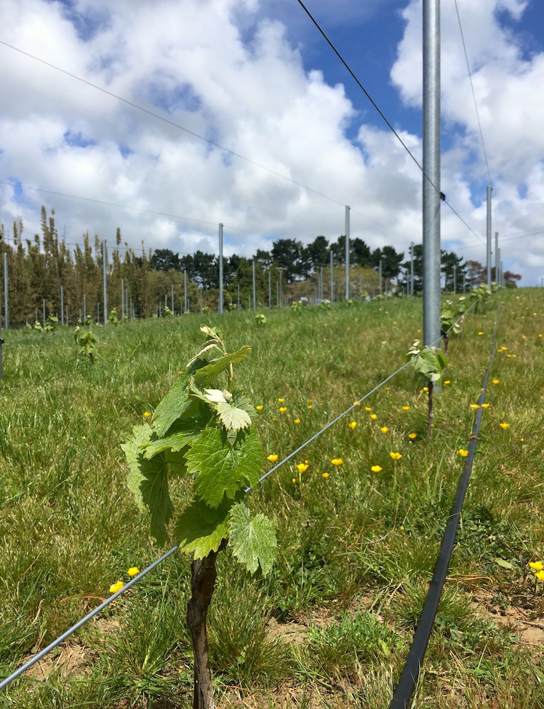 赤ちゃんブームのファームです/ Baby Rush at Aotea Organic Farm_e0310424_03564170.jpg