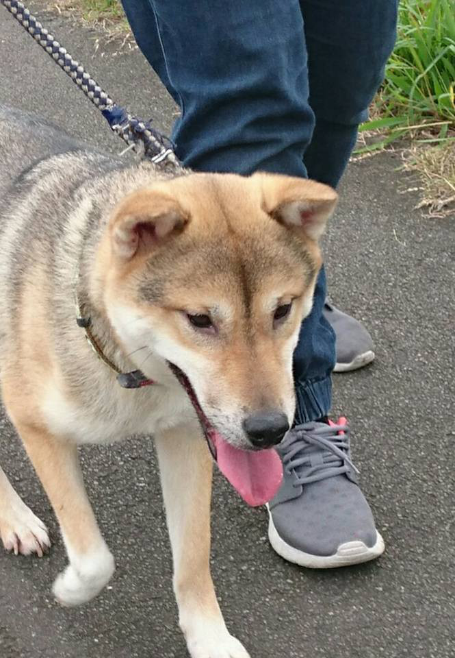 新規ハウンド系、猟犬系ミックスの里親さん、お預かりさん、募集しています！！（第一弾）_a0166629_1524177.jpg