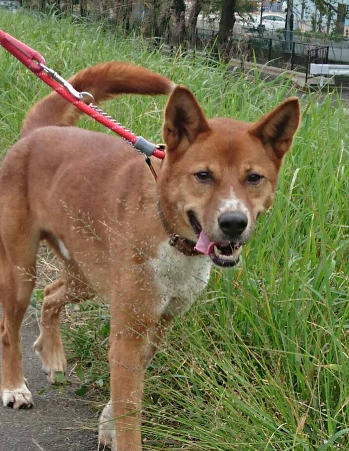 新規ハウンド系、猟犬系ミックスの里親さん、お預かりさん、募集しています！！（第一弾）_a0166629_15245676.jpg