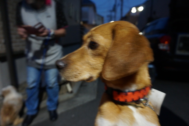 新規ハウンド系、猟犬系ミックスの里親さん、お預かりさん、募集しています！！（第一弾）_a0166629_1540370.jpg