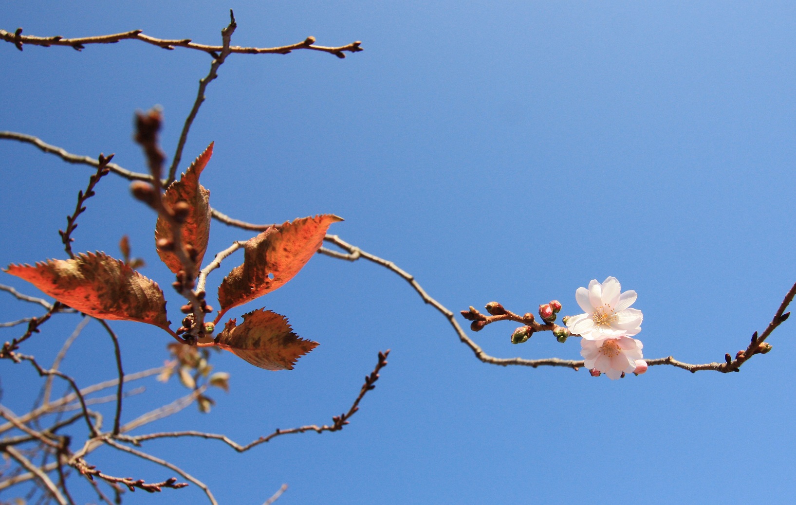 冬桜_c0097137_11192344.jpg