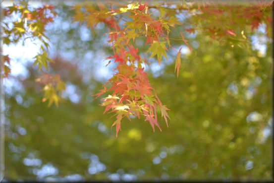 紅葉2016　＠大峰高原_f0363141_21422521.jpg