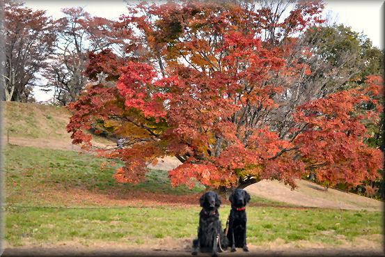 紅葉2016　＠大峰高原_f0363141_21542062.jpg