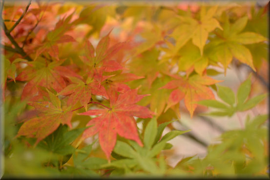 紅葉2016　＠大峰高原_f0363141_21572346.jpg