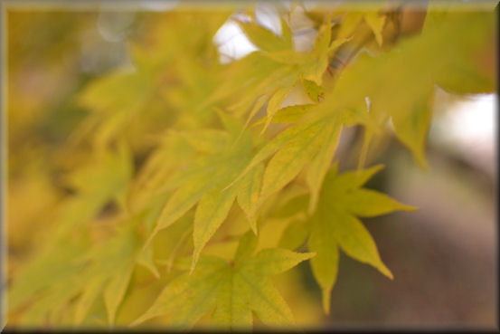 紅葉2016　＠大峰高原_f0363141_21581322.jpg