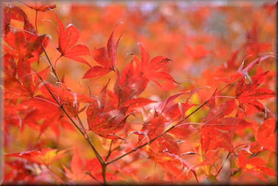 紅葉2016　＠大峰高原_f0363141_220040.jpg