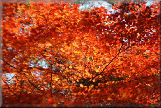 紅葉2016　＠大峰高原_f0363141_2216292.jpg