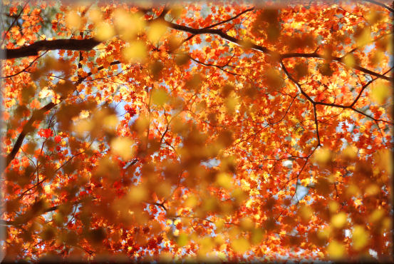 紅葉2016　＠大峰高原_f0363141_22165368.jpg