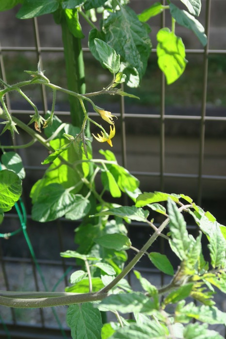 落花生の収獲と、庭に来るネコ達_e0348754_15581736.jpg