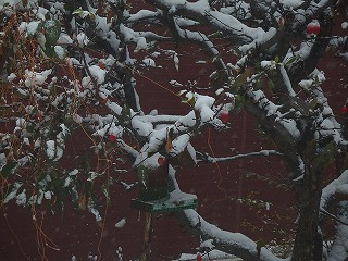 e0004756_2163189.jpg