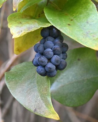 e0035757_23241431.jpg