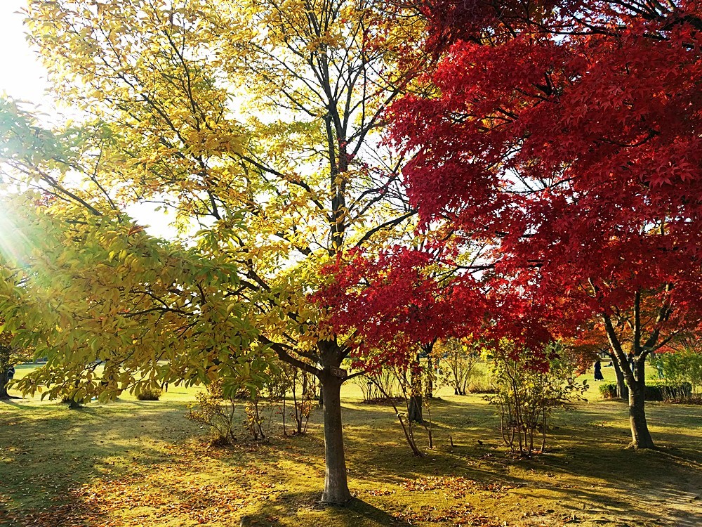 The Miyagi Museum of Art　2016 Autumn_d0039059_21265362.jpg