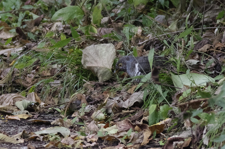 b0244261_23018.jpg