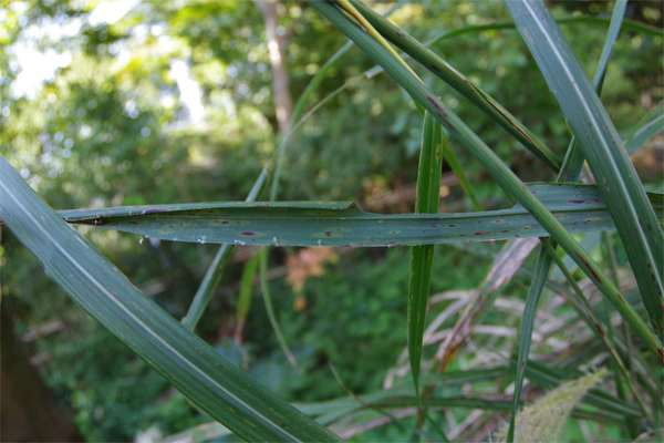 杉並公園日記　晩秋編_e0167571_2124826.jpg