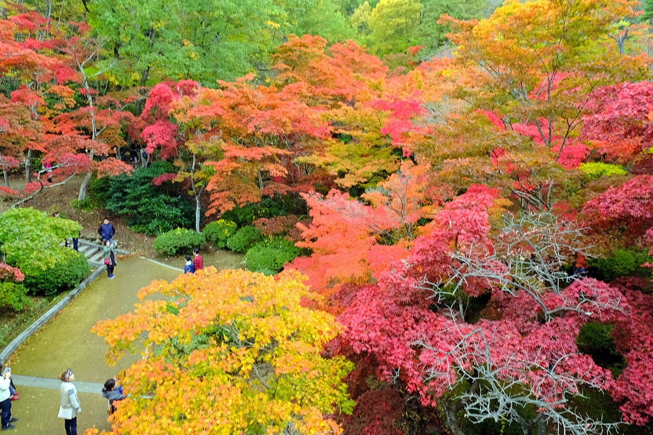 もみじ谷（弥彦公園）_e0096372_15421087.jpg