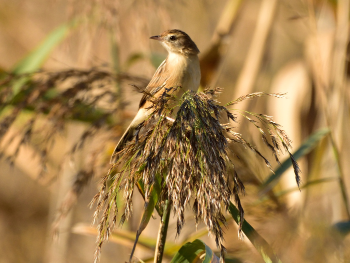 セッカ（雪加、雪下）/Zitting Cisticola_f0365975_00345149.jpg