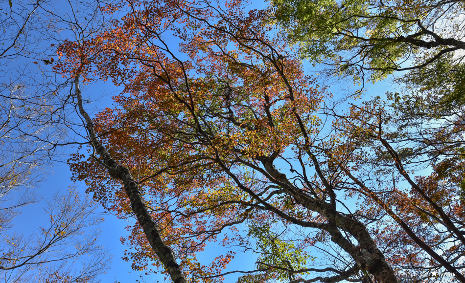 a0142976_2013342.jpg