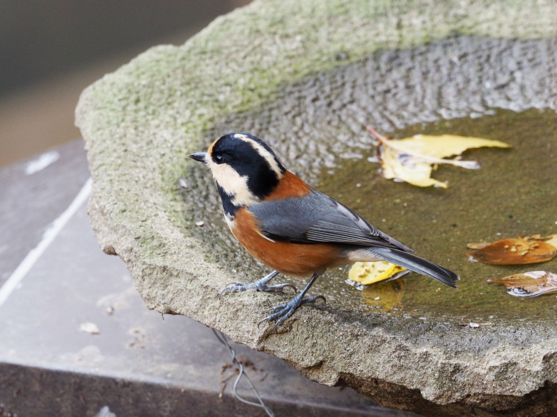 小鳥の森のヤマガラたち_f0372177_223322100.jpg