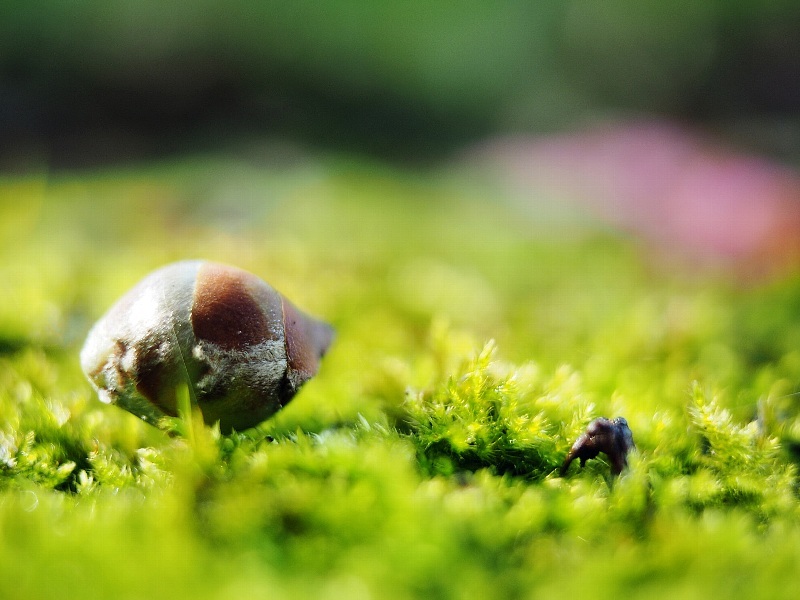 苔の緑と花びら_f0364086_19562753.jpg