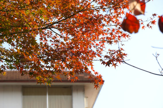 榊原温泉の紅葉が始まる_b0145296_9581691.jpg