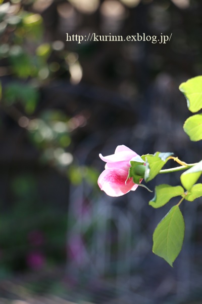 染まる秋バラ♪　と　シクラメンの寄せ植え_a0123003_19102558.jpg