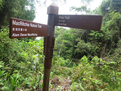 マクリッチ散歩☆Petai Trail☆シンガポールでお勧め自然歩き♪_c0212604_21551262.jpg