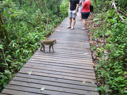 マクリッチ散歩☆Petai Trail☆シンガポールでお勧め自然歩き♪_c0212604_21571765.jpg